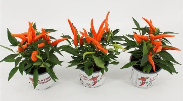 CAPSICUM ANNUUM HUP HUP