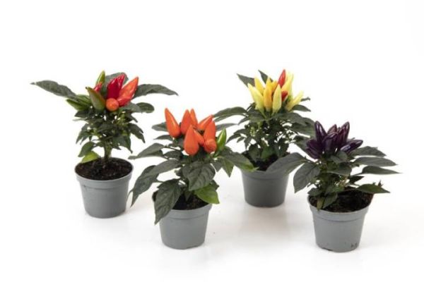 CAPSICUM ANNUUM PRYDPLANTE