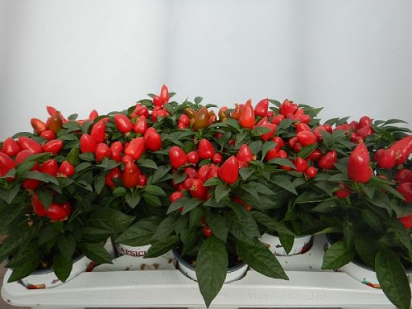 CAPSICUM MAMBO ROUGE