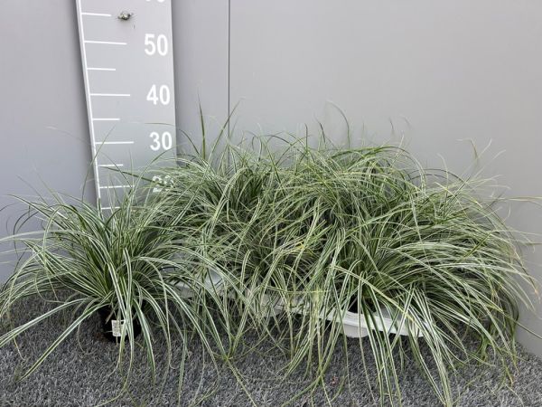 CAREX WHITE DRAGON
