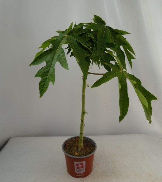 CARICA PAPAYA