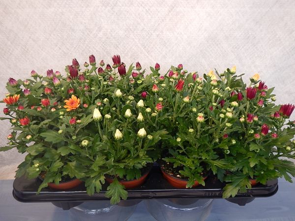 CHRYSANTHEME 3 BOUTURES