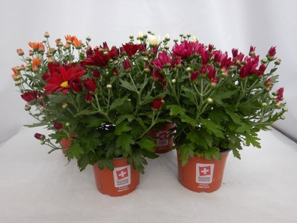 CHRYSANTHEME 4 BOUTURES