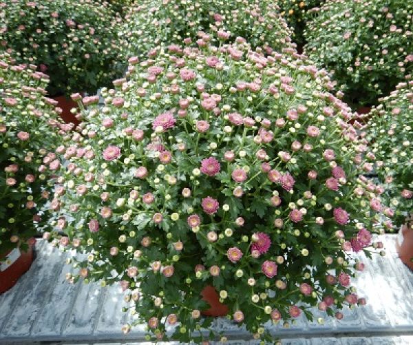 CHRYSANTHEME BOULE