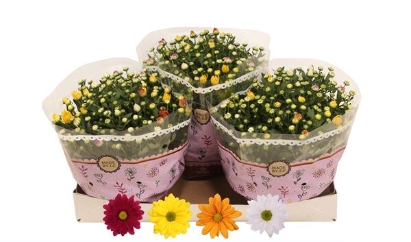 CHRYSANTHEME CARNAVAL