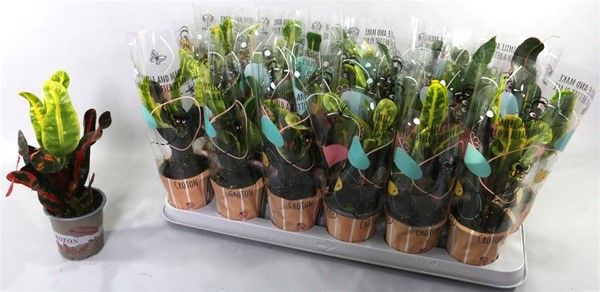 CODIAEUM MAMMI
