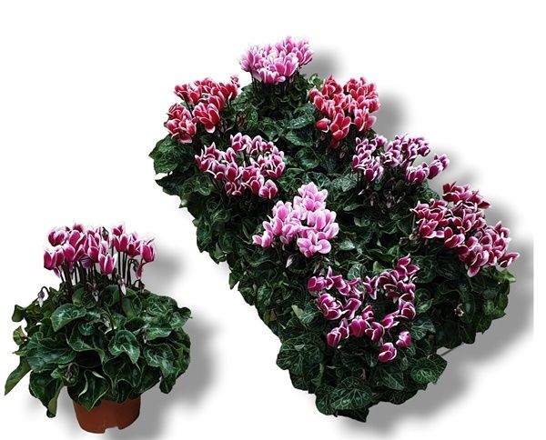 CYCLAMEN PERSICUM FUJI