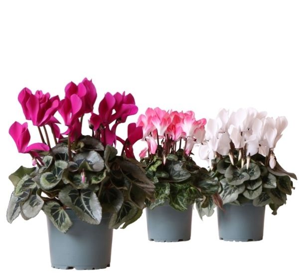 CYCLAMEN PERSICUM MIX