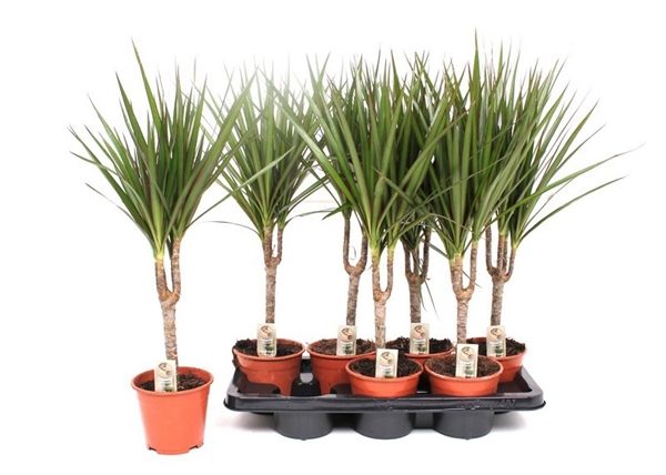 DRACAENA MARGINATA