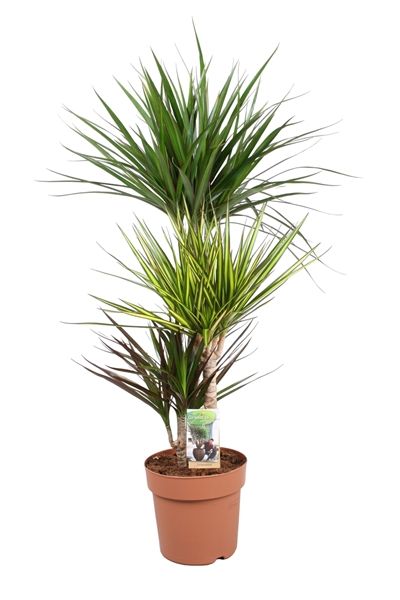 DRACAENA MARGINATA CARNAVAL
