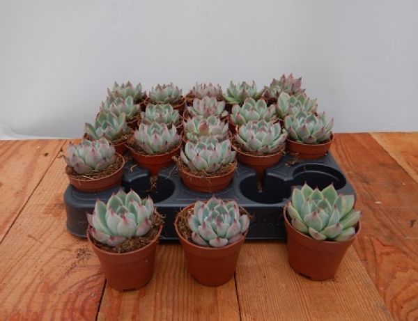 ECHEVERIA CHIHYAHUAENSIS