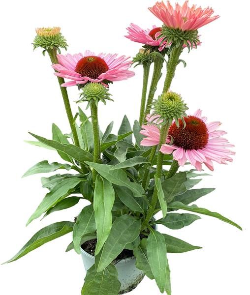 ECHINACEA SUNSEEKERS