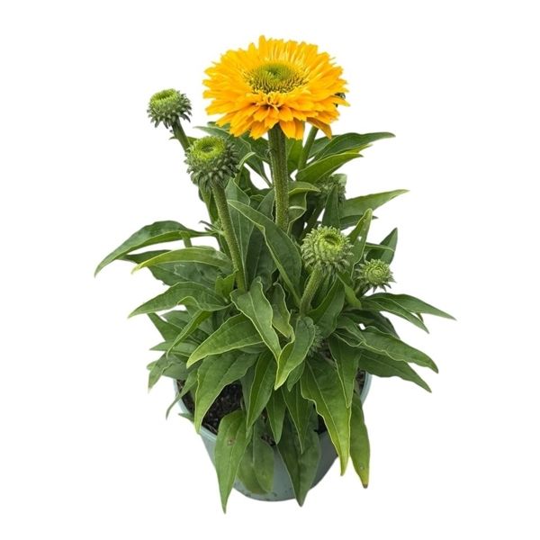 ECHINACEA SUNSEEKERS
