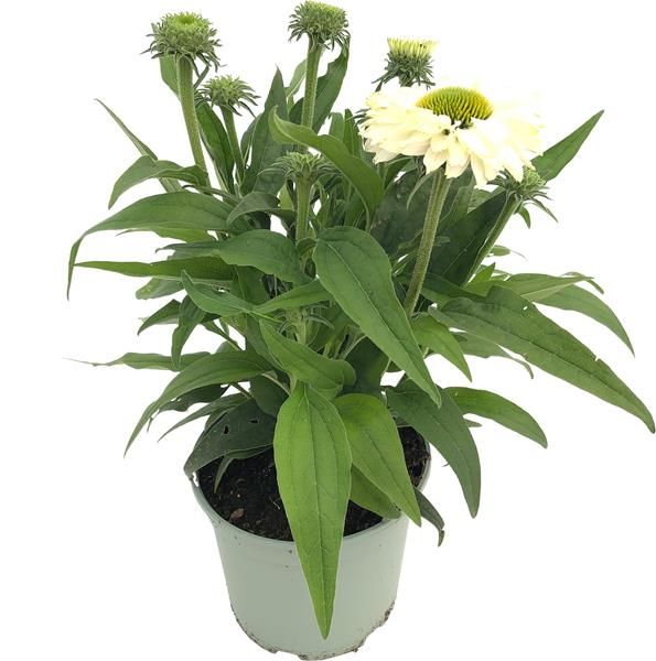 ECHINACEA SUNSEEKERS