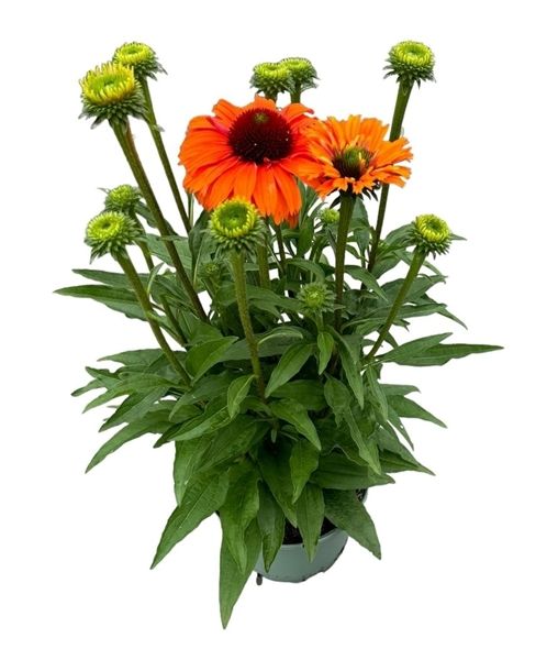 ECHINACEA SUNSEEKERS