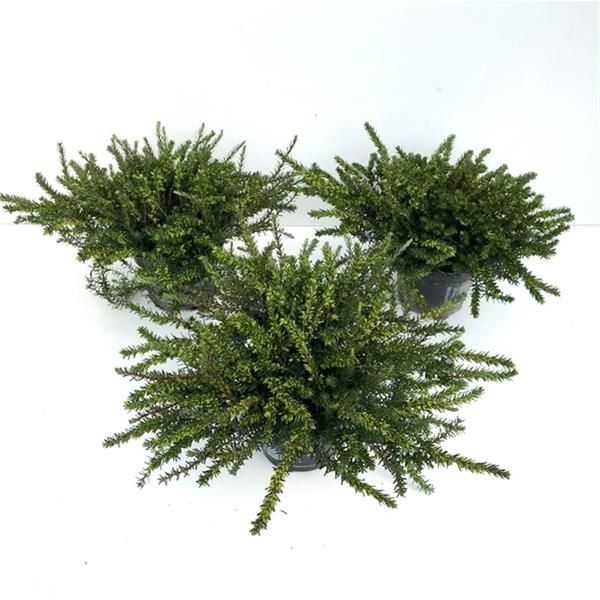 ERICA DARLEYENSIS