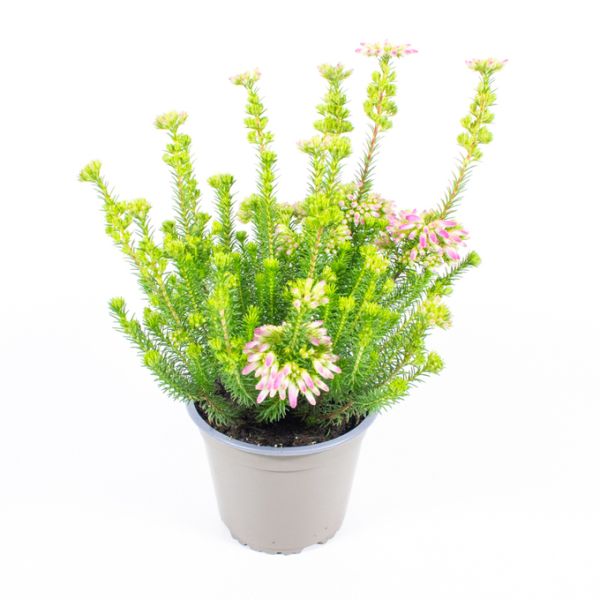 ERICA VERTICILLATA