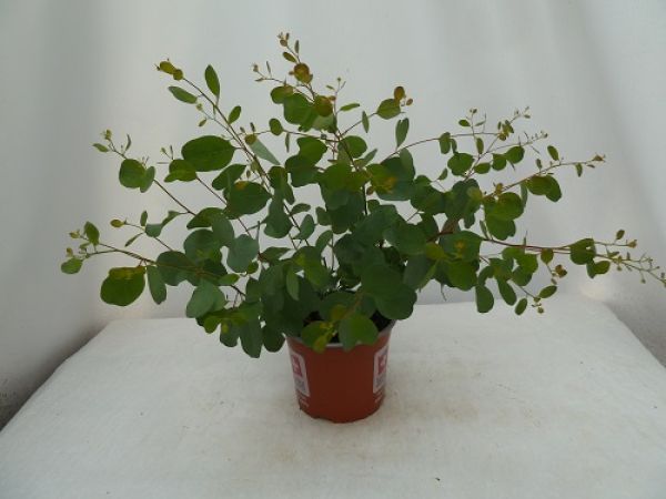 EUCALYPTUS CAMPHORA