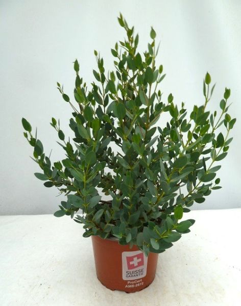 EUCALYPTUS COCCIFERA