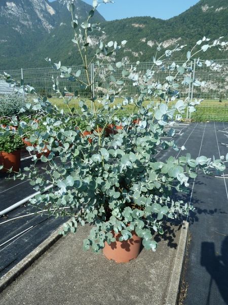 EUCALYPTUS GUNNII