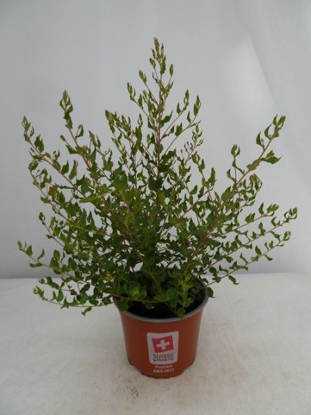 EUCALYPTUS LIGUSTRINA