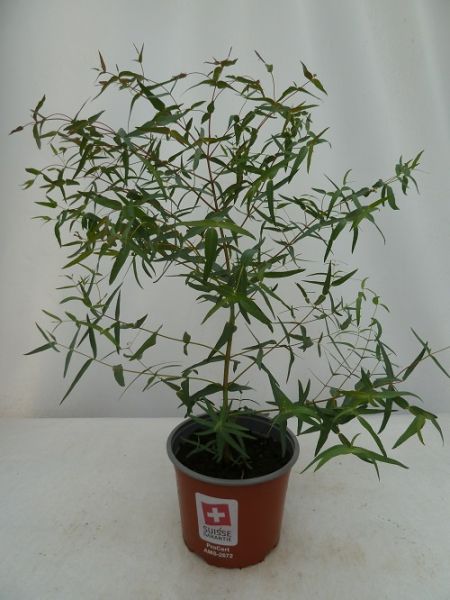 EUCALYPTUS MACARTHURII