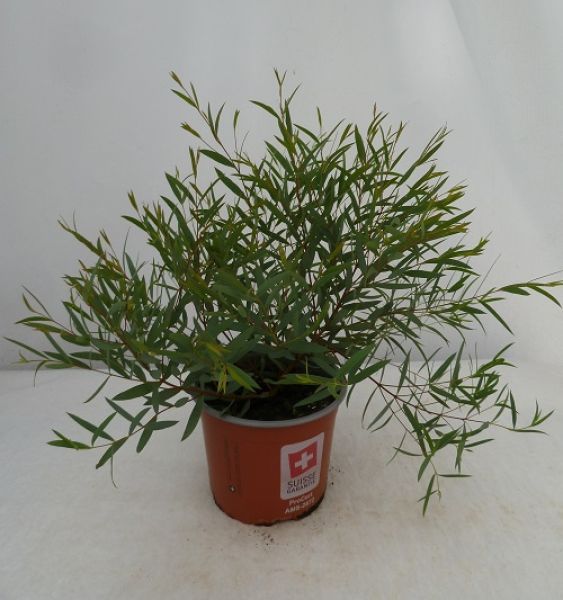 EUCALYPTUS MOOREI NANA