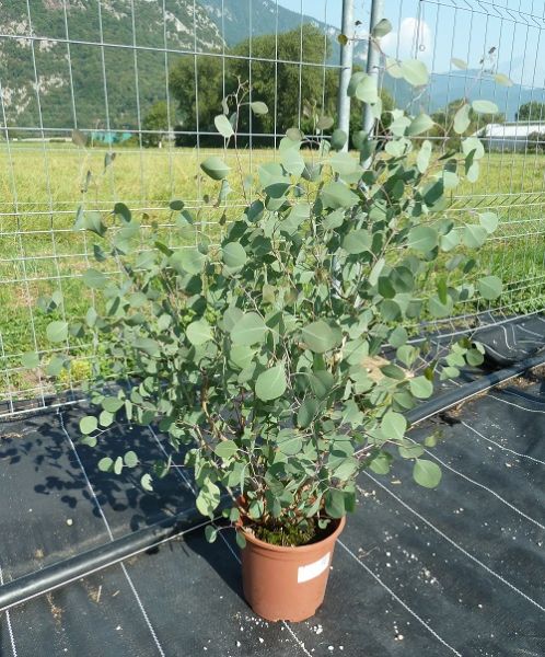 EUCALYPTUS POLYANTHEMOS