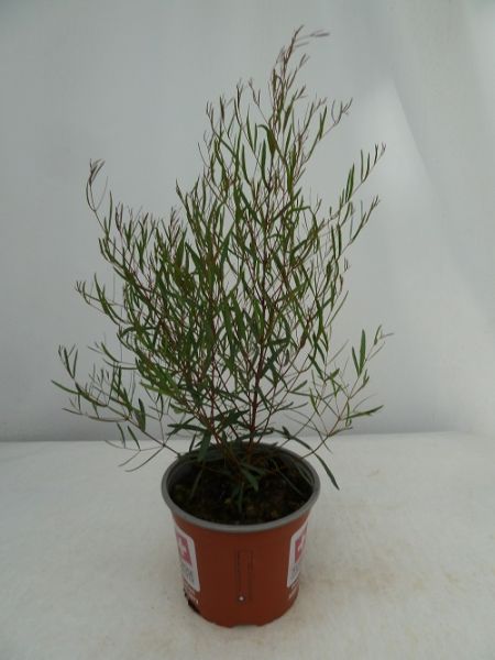 EUCALYPTUS PULCELLA