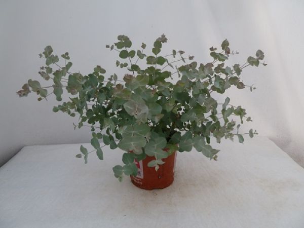 EUCALYPTUS RUBIDA