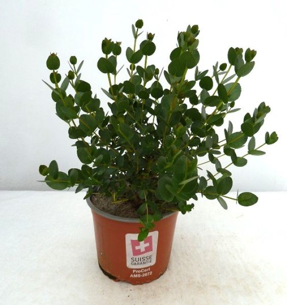 EUCALYPTUS SUBCRENULATA