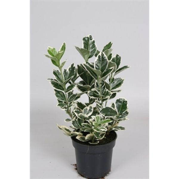 EUONYMUS JAP. KATHY