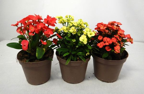 EUPHORBIA MILII