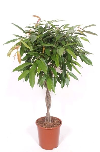 FICUS AMSTEL KING TRONC TRESSE