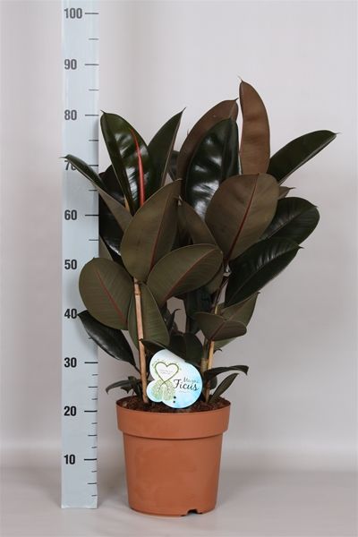 FICUS ELASTICA ABIDJAN