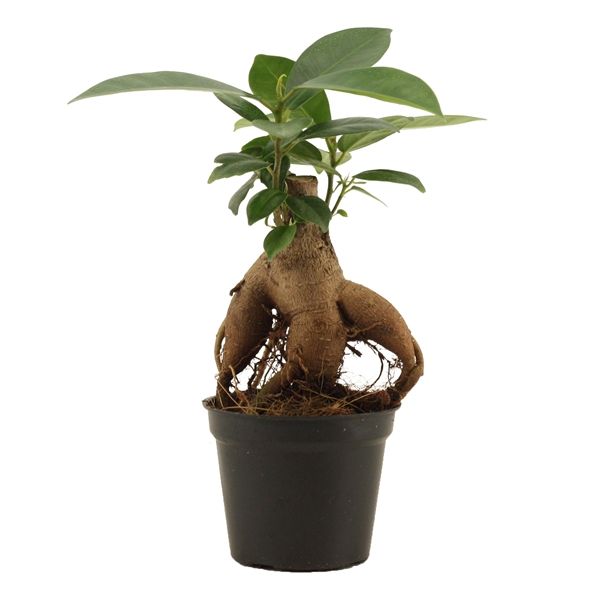 FICUS MICROCARPA GINSENG