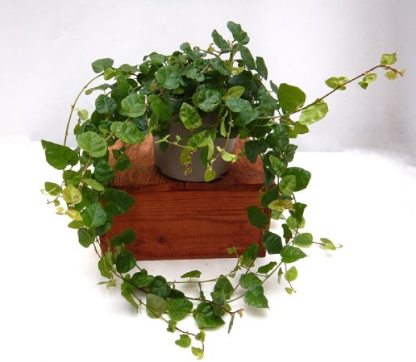 FICUS PUMILA GREEN SUNNY