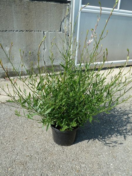 GAURA LINDHEIMERI