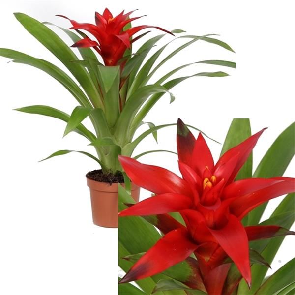 GUZMANIA BLITZ
