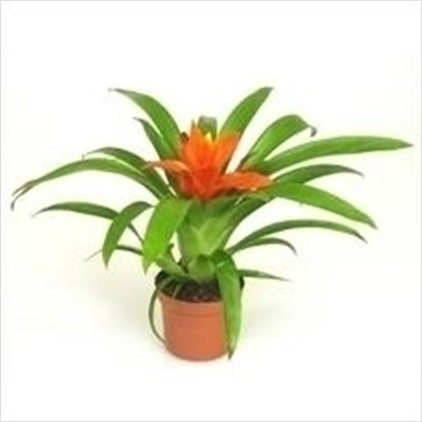 GUZMANIA RITMO