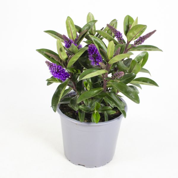 HEBE ANDERSONII OTATARA