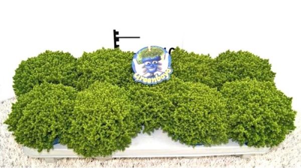 HEBE GREEN GLOBE