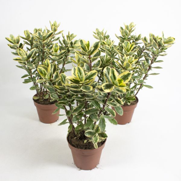 HEBE VARIEGATA CATHRINE