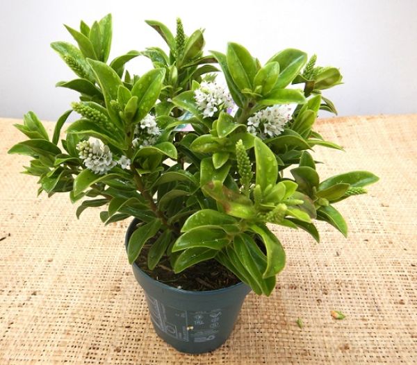 HEBE VERONICA PETITA WHITE