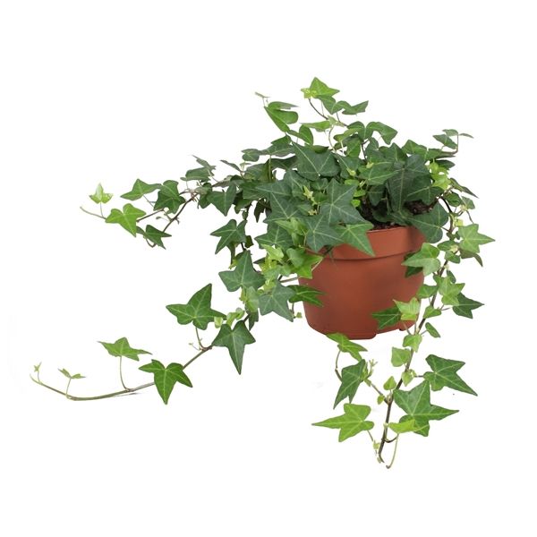 HEDERA HELIX ANNA