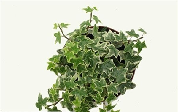 HEDERA HELIX EVA
