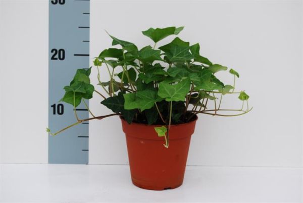 HEDERA HIBERNICA