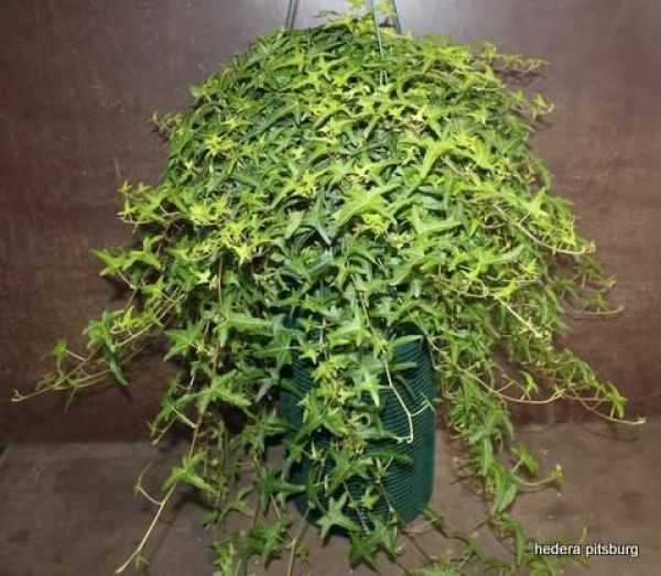 HEDERA SUSPENSION