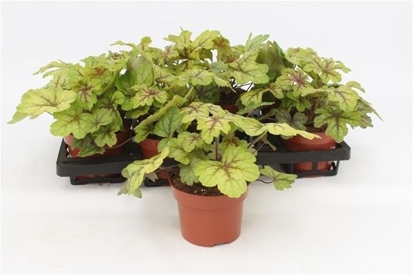 HEUCHERA ALABAMA SUNRISE
