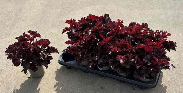 HEUCHERA AMERICANA